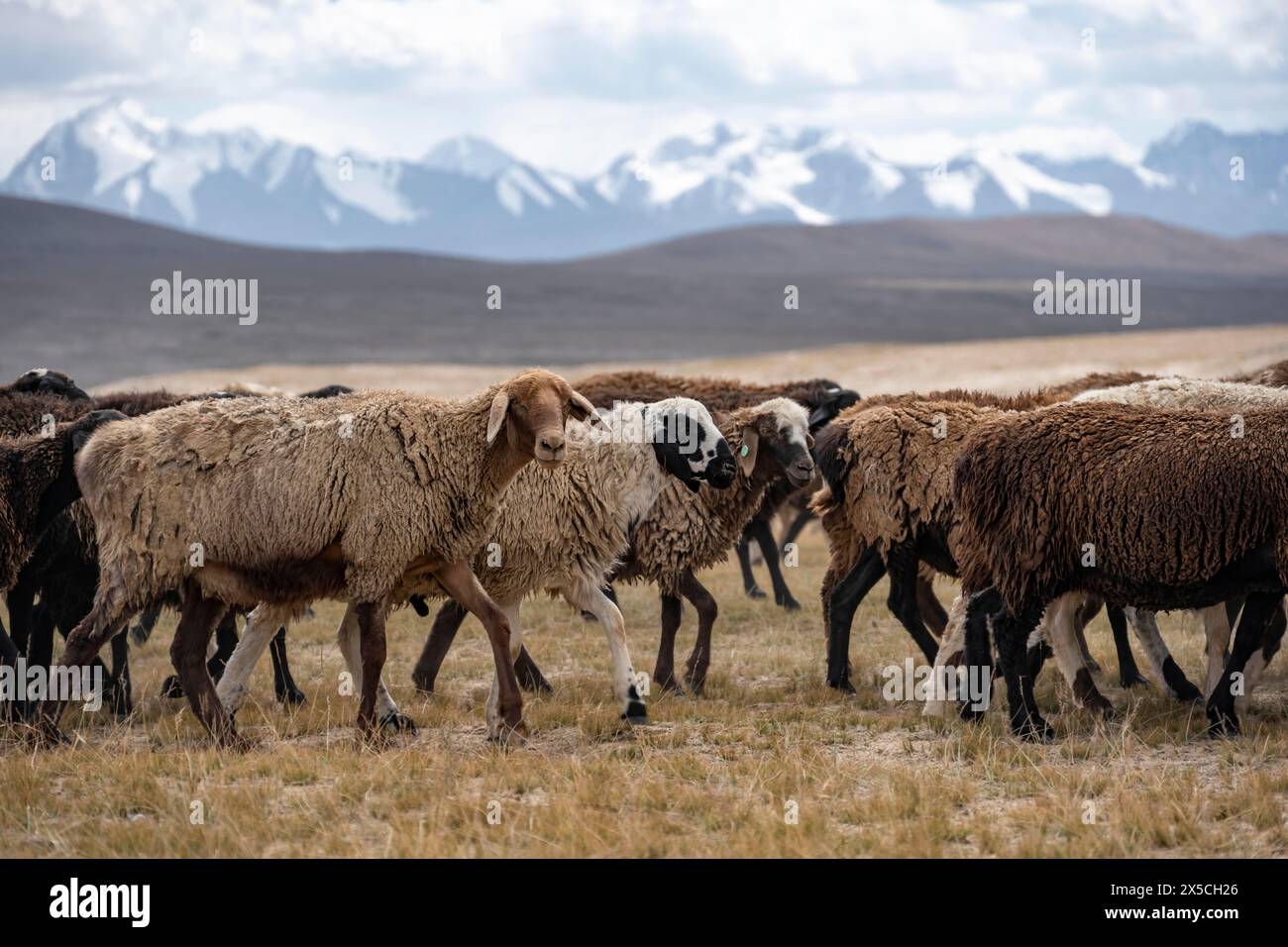 Troupeau de moutons, moutons bruns, Tian Shan, Kirghizistan Banque D'Images