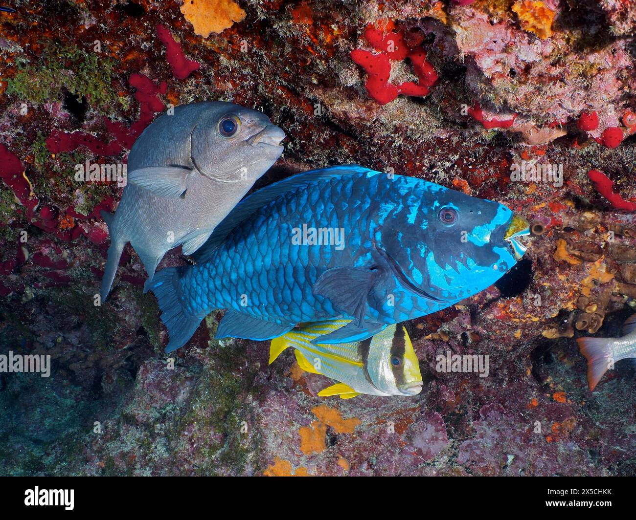 Trois poissons, dont un grand perroquet de minuit (Scarus coelestinus) dans un récif corallien coloré sous l'eau. Site de plongée John Pennekamp Coral Reef Banque D'Images