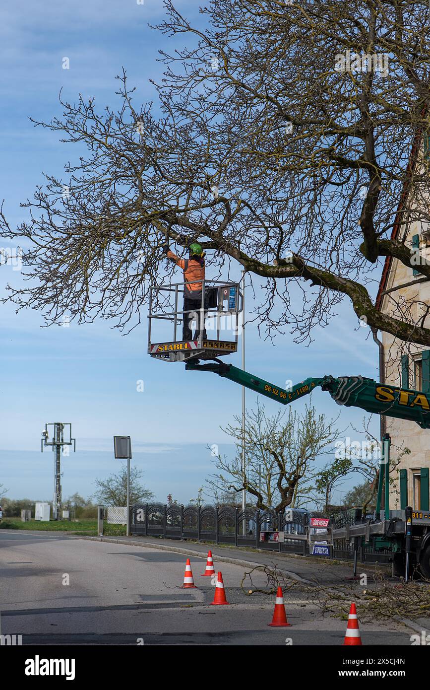 Couper un arbre en surplomb sur une route, Bavière, Allemagne Banque D'Images