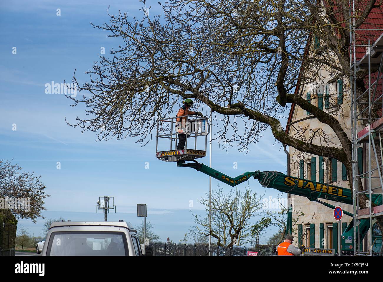 Couper un arbre en surplomb sur une route, Bavière, Allemagne Banque D'Images