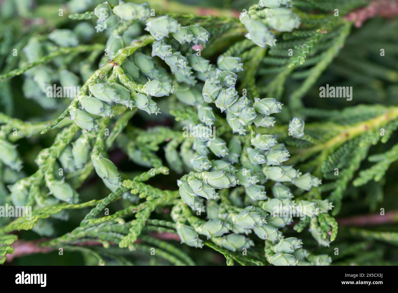Cônes verts Thuja gros plan sélectif Banque D'Images