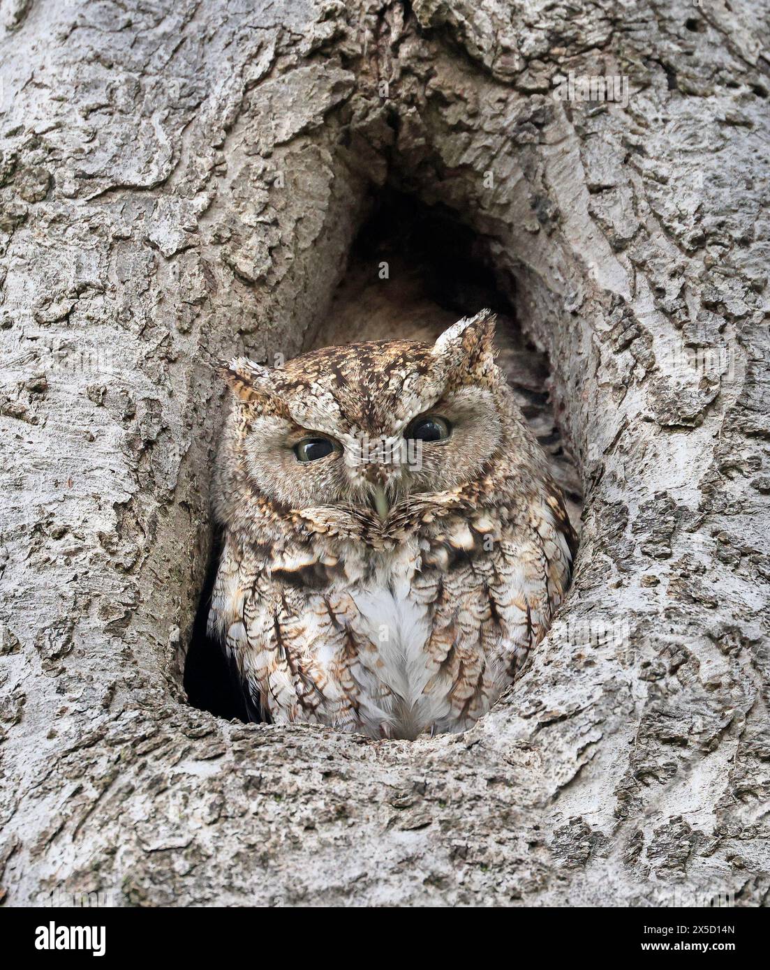 Chouette de l'est glissant dans un trou d'arbre, Québec, Canada Banque D'Images