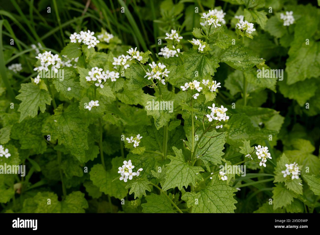 L'alliaire officinale, Alliaria petiolata. Banque D'Images