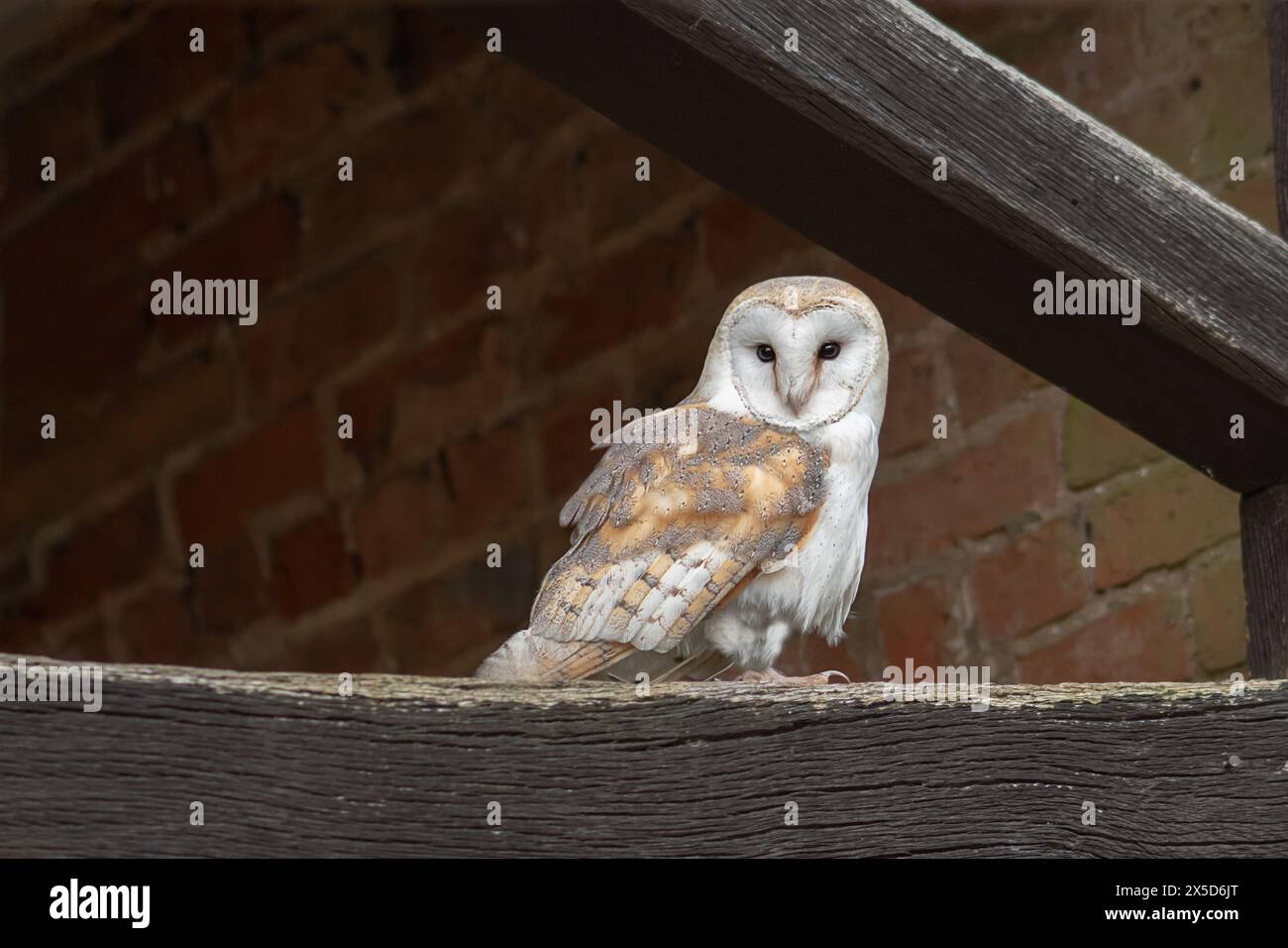 Regardant jusqu'à un hibou grange perché sur la poutre transversale en bois d'un bâtiment Banque D'Images
