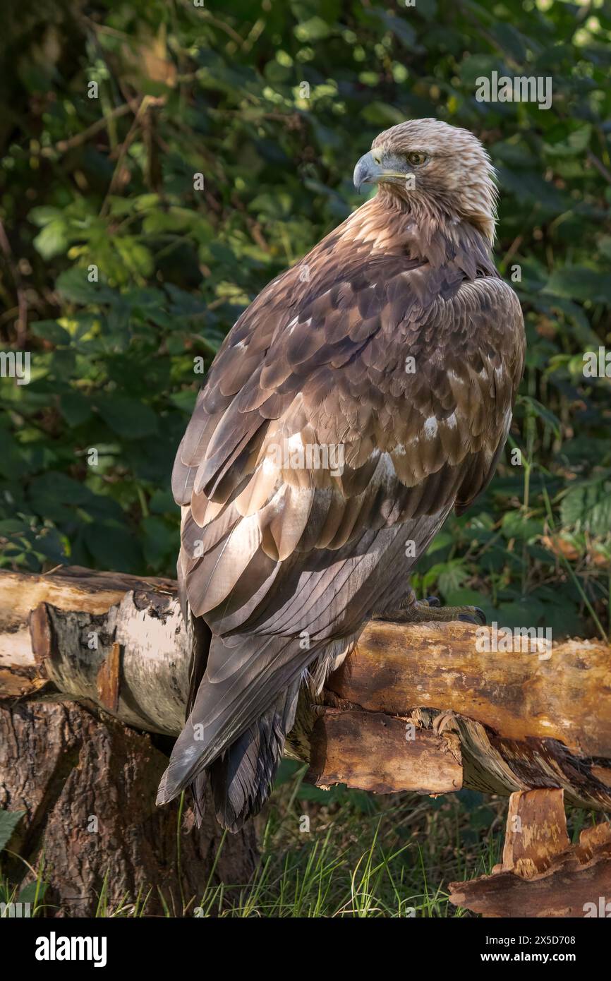 Gros plan d'un aigle doré perché sur une branche épaisse. Un arrière-plan flou naturel donne de l'espace pour le texte Banque D'Images