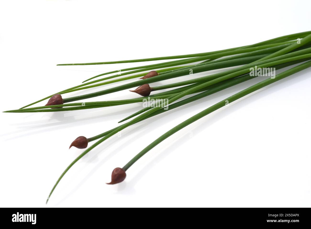 Schnittlauch, Allium schoenoprasum, ist eine wichtige Heil- und Medizinalpflanze. DAS Kuechenkraut wird auch in der Frankfurter Gruene Sosse verwendet Banque D'Images