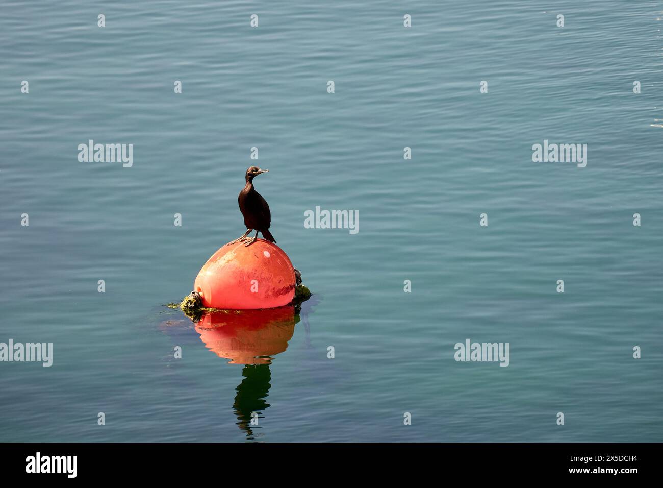 Un cormoran noir avec un bec rouge perché sur une bouée orange qui sèche ses plumes Banque D'Images