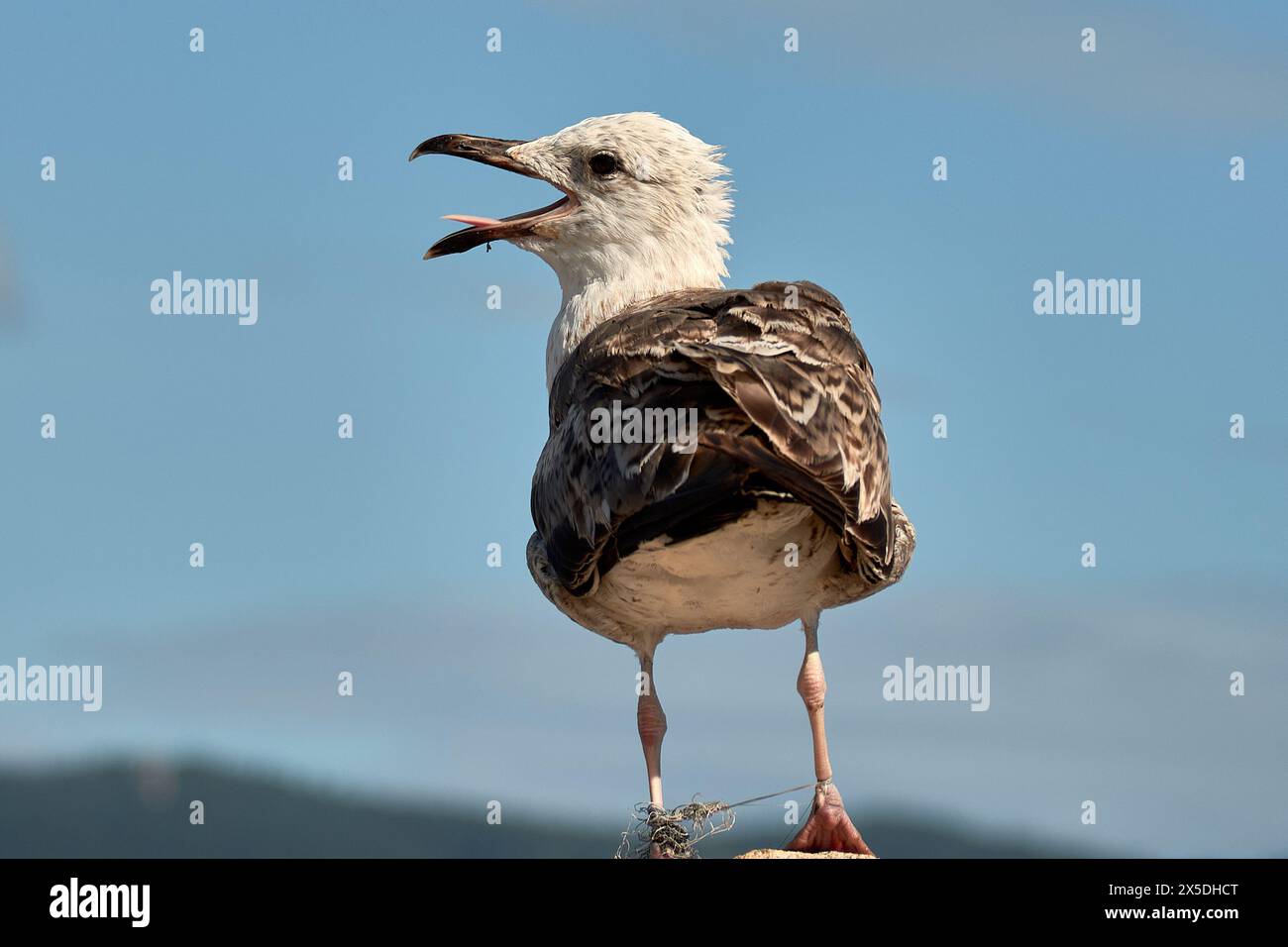 L'agonie d'une mouette qui mourra si elle n'est pas libérée des lignes de pêche qui lui lient les pattes Banque D'Images