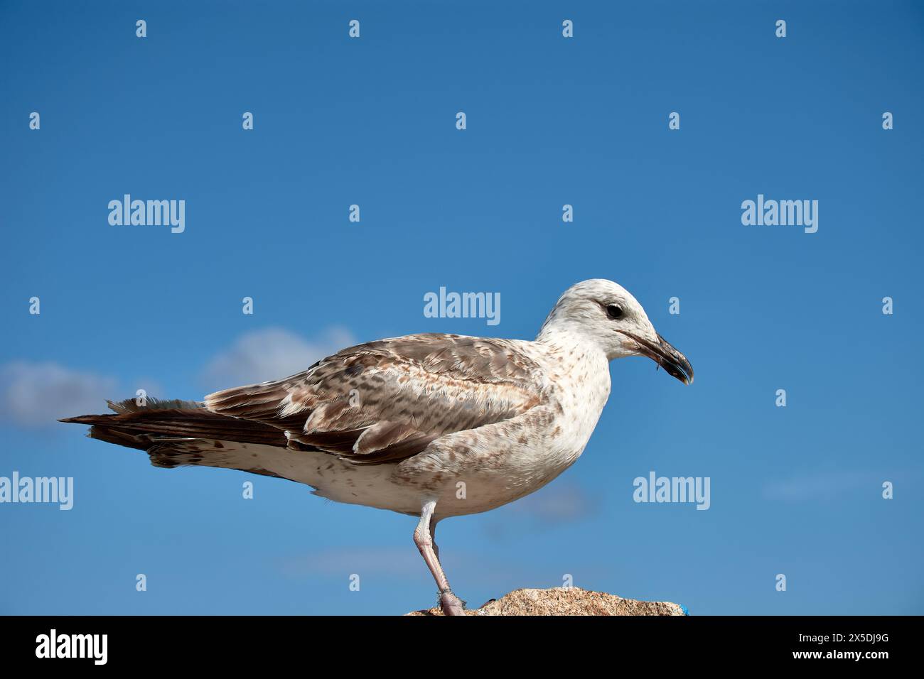 L'agonie d'une mouette qui mourra si elle n'est pas libérée des lignes de pêche qui lui lient les pattes Banque D'Images