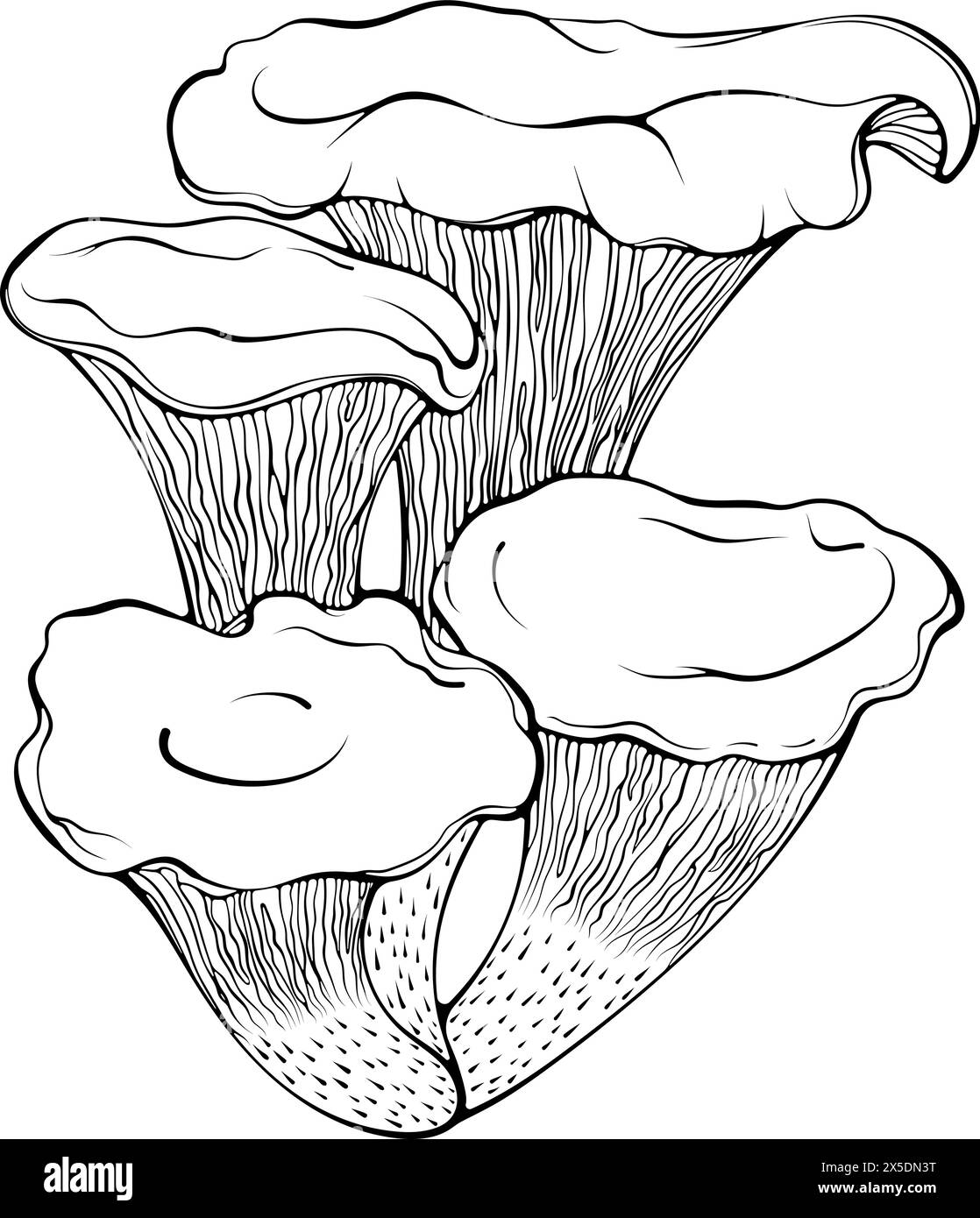 Dessin au trait de botte de champignons chanterelles Illustration de Vecteur