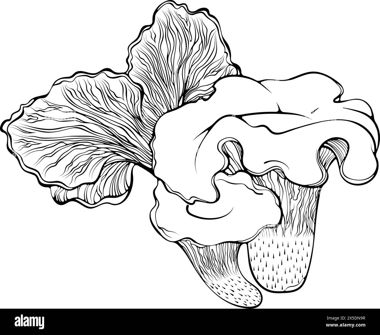 Composition de champignons chanterelles art au trait Illustration de Vecteur