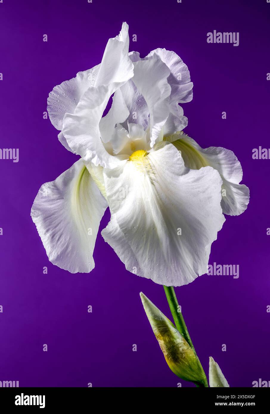 Belle immortalité de l'iris blanc fleuri sur un fond violet. Gros plan de la tête de fleur. Banque D'Images