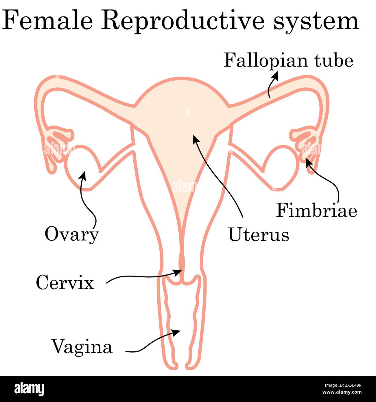 illustration du système reproducteur féminin sur fond blanc. Anatomie humaine Illustration de Vecteur