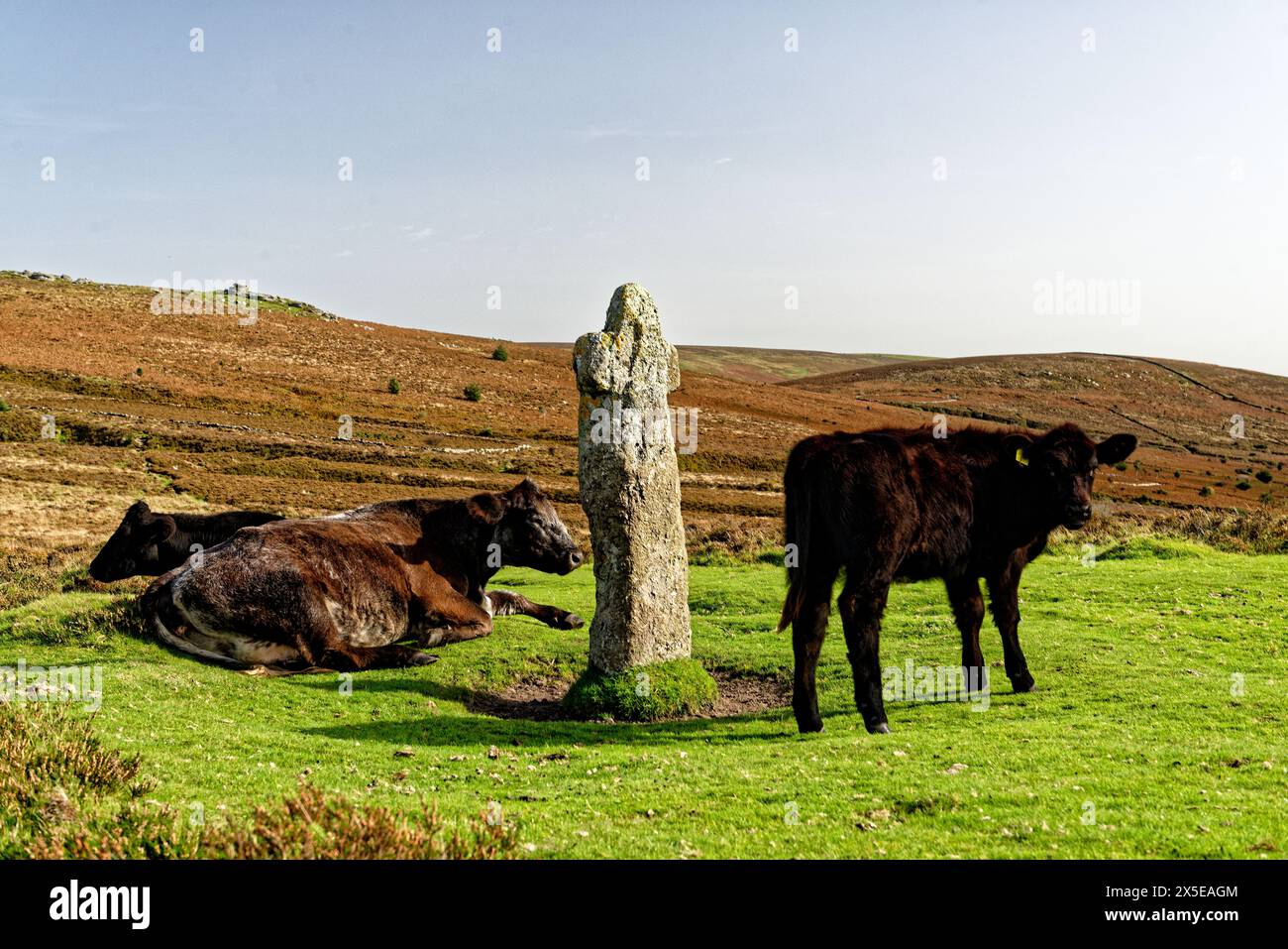 Bennetts Cross route médiévale chrétienne des hautes terres et borne sur Postbridge à Batworthy route dans la zone N.E. du parc national de Dartmoor, Devon, Royaume-Uni Banque D'Images