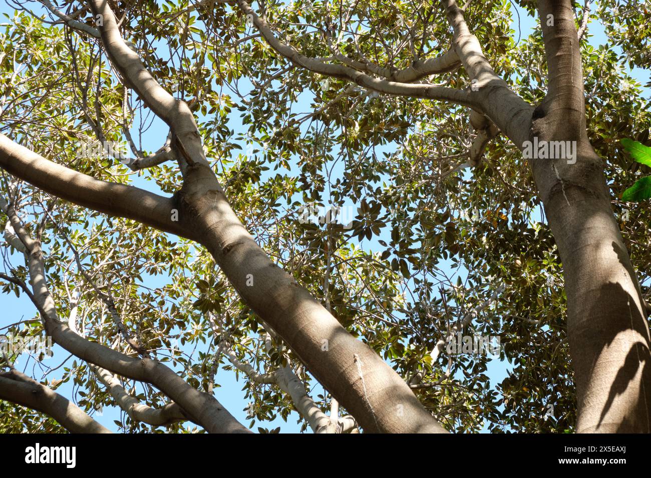 Ficus rubiginosa, la figue rouillée ou la figue Port Jackson. Au jardin botanique Molino de Inca à Torremolinos, dans le sud de l'Espagne. Banque D'Images