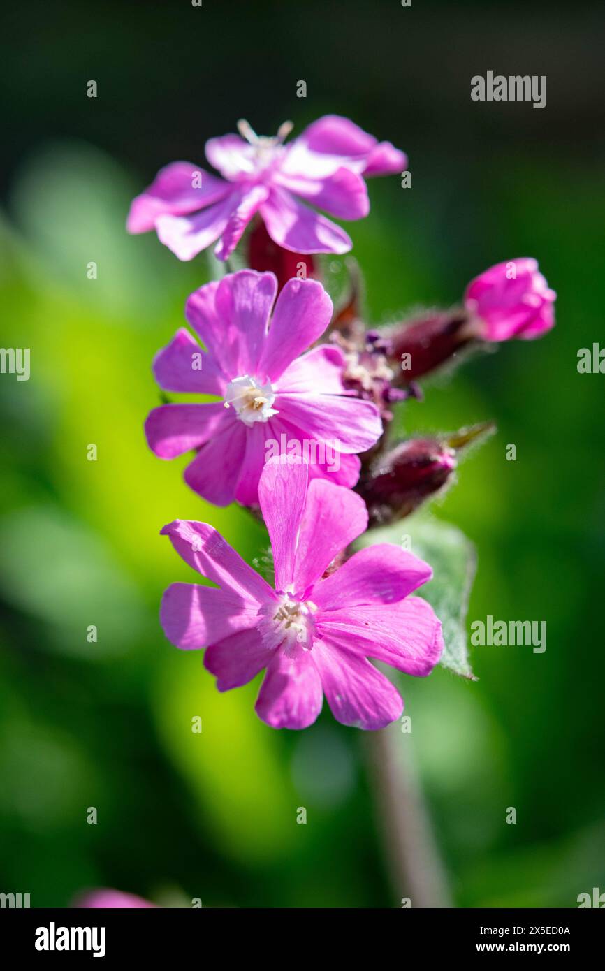Fleurs rouge campion Banque D'Images