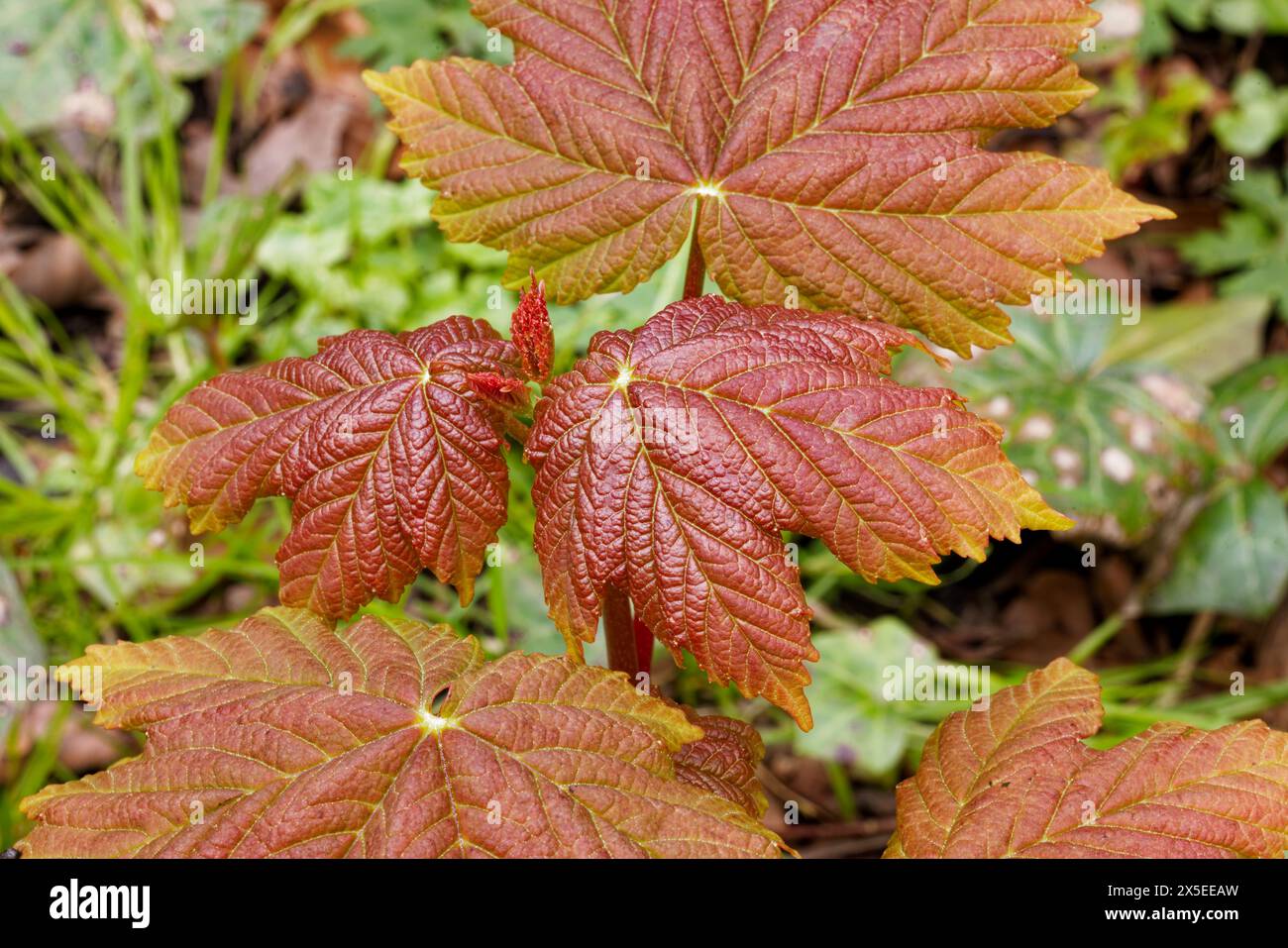 Feuilles de printemps fraîches d'un jeune arbre Sycamore avec une couleur rougeâtre et une texture à veines profondes, Reddisher Wood, Bury, Greater Manchester. Banque D'Images