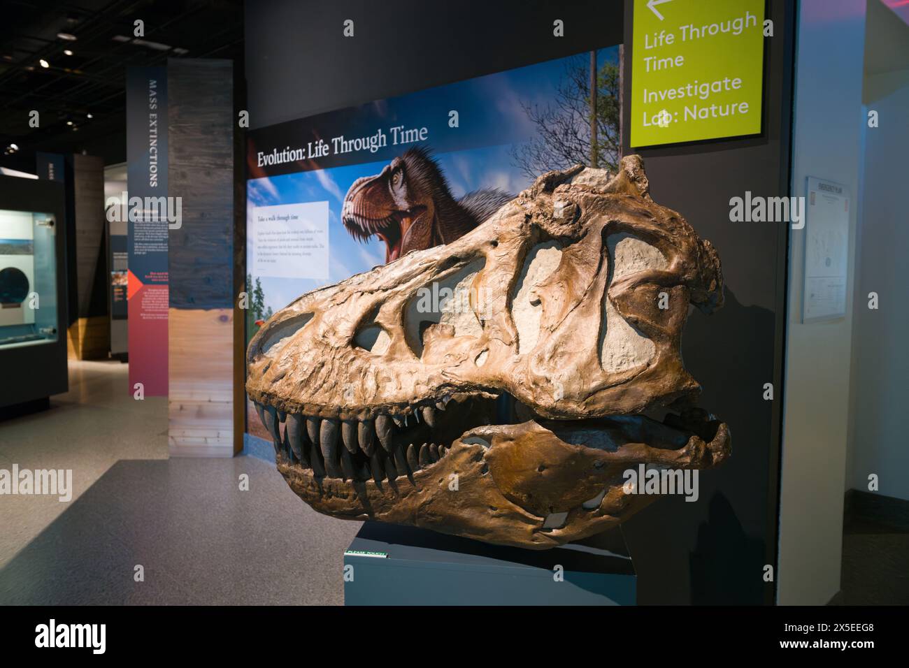 Fossile de crâne de dinosaure Tyrannosaurus exposé au Musée d'histoire naturelle de l'Université du Michigan, Ann Arbor Michigan USA Banque D'Images