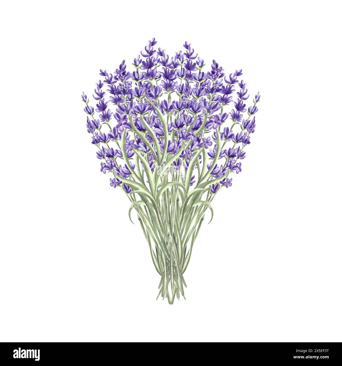 Fleurs de lavande bouquet violet, illustration d'aquarelle de printemps. Bouquet floral de provence dessiné à la main isolé. Modèle de dessin botanique pour carte, imprimer Banque D'Images