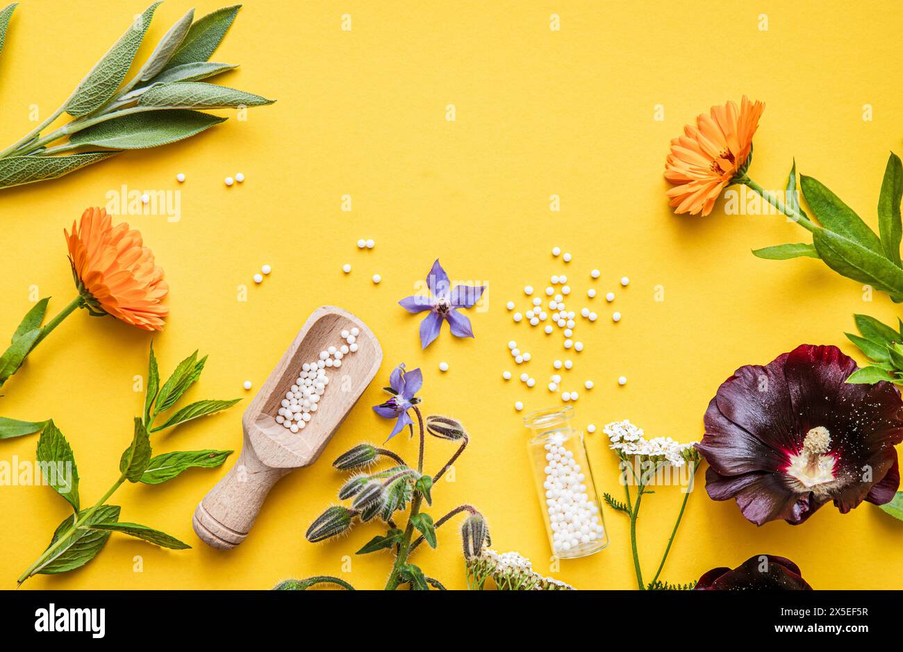 Vue au-dessus des pilules de médecine homéopathique dans des pots et renversés autour sur fond jaune, décoré avec diverses herbes et plantes fraîches. Banque D'Images