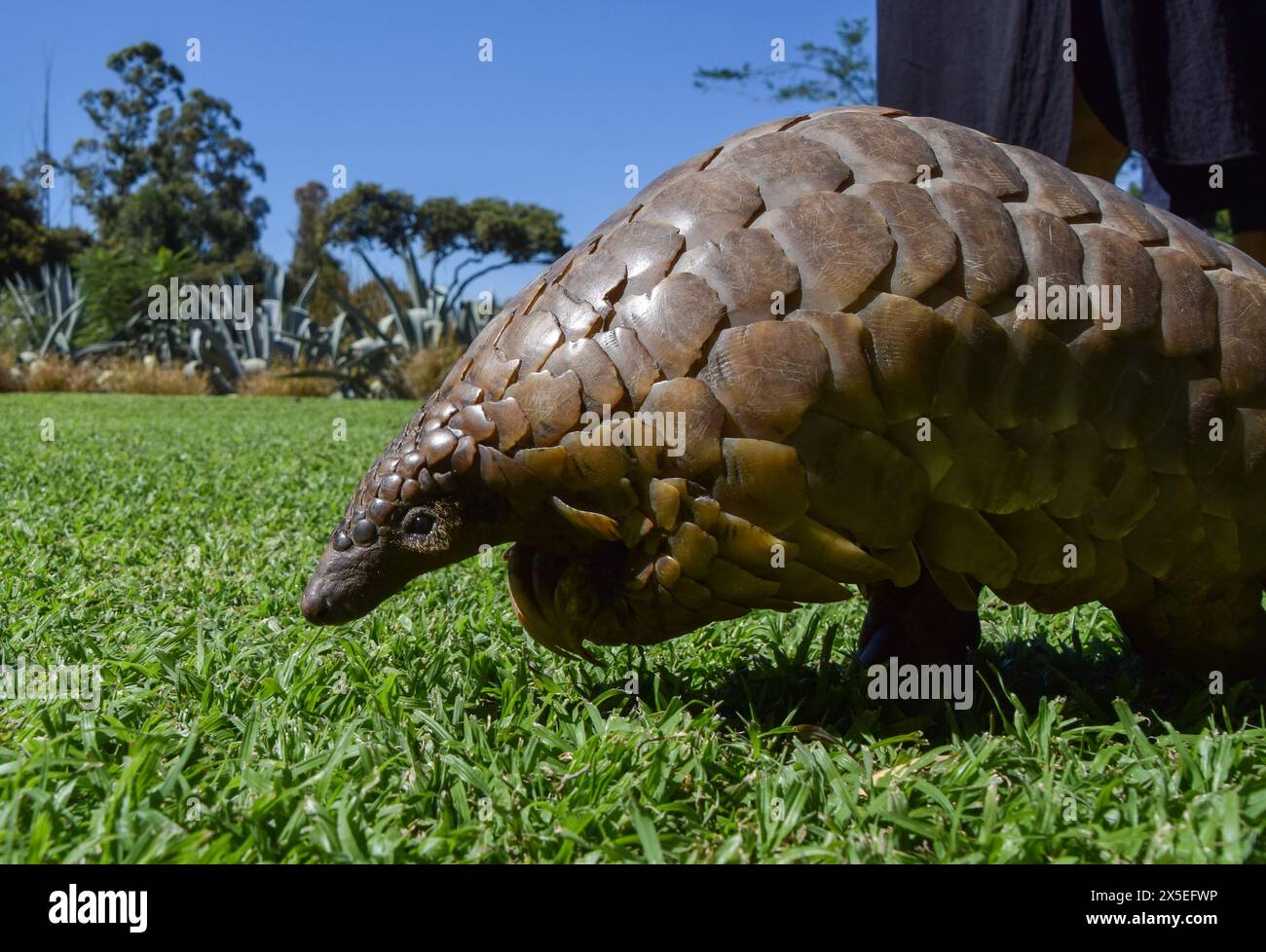 Un pangolin du Cap, également connu sous le nom de pangolin de Temminck (latin : Smutsia temminckii), dans un sanctuaire de faune sauvage au Zimbabwe. Les pangolins sont les animaux les plus victimes du trafic dans le monde, principalement en raison de la médecine traditionnelle et de la viande de brousse, et leur nombre dans la nature est inconnu. (Photo de Vuk Valcic / SOPA images/SIPA USA) Banque D'Images