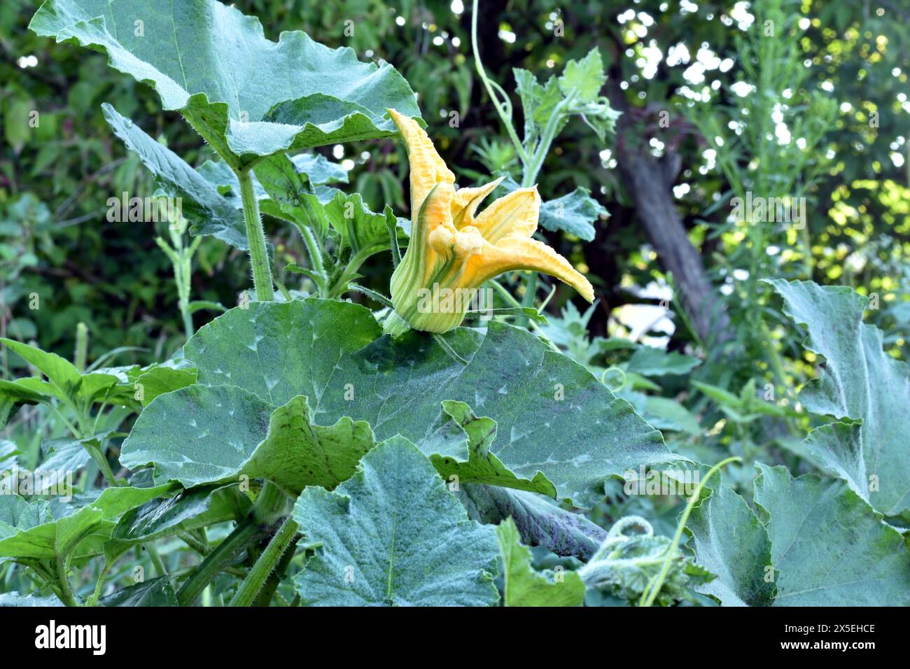 Une fleur de citrouille jaune est visible entre les larges feuilles. Banque D'Images
