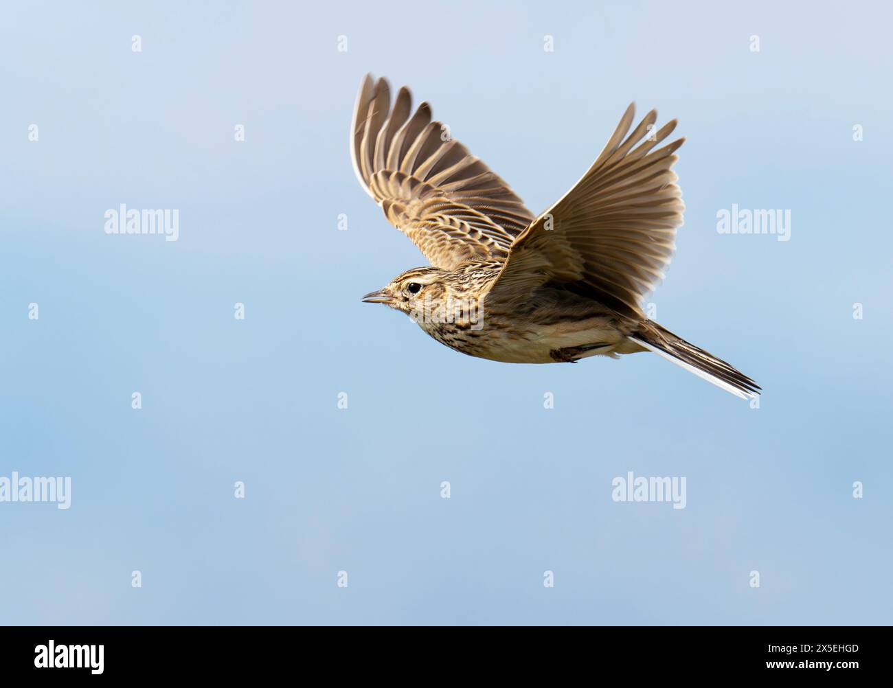 Une chanson eurasienne Skylark, Alauda arvensis volant sur Wansfell au-dessus d'Ambleside, Lake District, Royaume-Uni. Banque D'Images