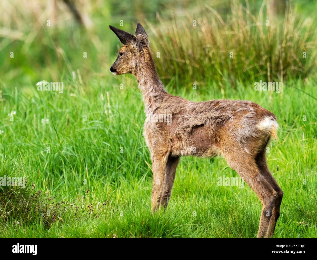Mue Roe Deer, Capreolus capreolus à Ambleside, Lake District, Royaume-Uni. Banque D'Images