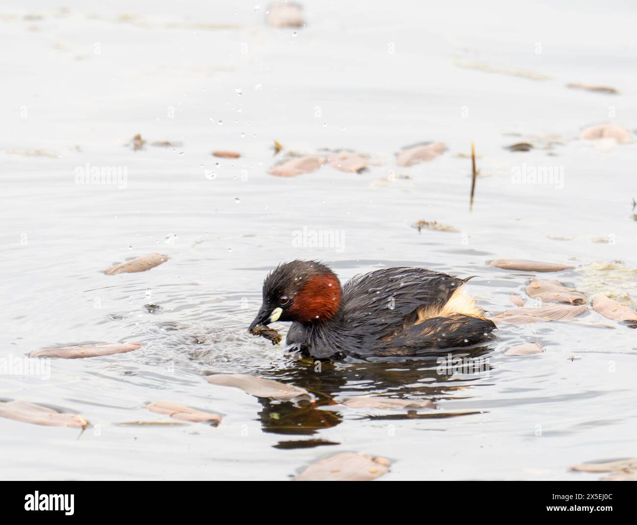 Un peu de Grebe, Tachybaptus ruficollis avec une larve de libellule sur Brigsteer wtlands, Lyth Valley, Cumbria, Royaume-Uni Banque D'Images