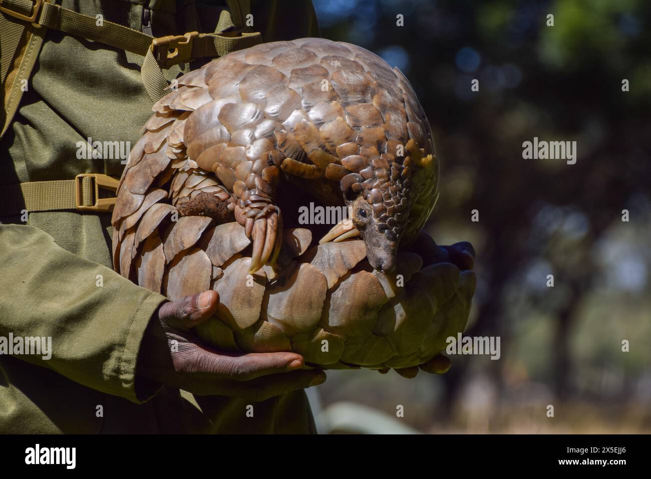 Harare, Zimbabwe. 3 mai 2024. Un pangolin du Cap, également connu sous le nom de pangolin de Temminck (latin : Smutsia temminckii), nommé Marimba dans les bras de son soignant au sanctuaire sauvage et centre de réhabilitation Wild Is Life au Zimbabwe. Les pangolins sont les animaux les plus victimes du trafic dans le monde, principalement en raison de la médecine traditionnelle et de la viande de brousse, et leur nombre dans la nature est inconnu. (Crédit image : © Vuk Valcic/SOPA images via ZUMA Press Wire) USAGE ÉDITORIAL SEULEMENT! Non destiné à UN USAGE commercial ! Banque D'Images