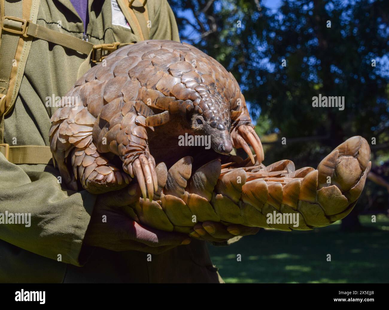 Harare, Zimbabwe. 3 mai 2024. Un pangolin du Cap, également connu sous le nom de pangolin de Temminck (latin : Smutsia temminckii), nommé Marimba dans les bras de son soignant au sanctuaire sauvage et centre de réhabilitation Wild Is Life au Zimbabwe. Les pangolins sont les animaux les plus victimes du trafic dans le monde, principalement en raison de la médecine traditionnelle et de la viande de brousse, et leur nombre dans la nature est inconnu. (Crédit image : © Vuk Valcic/SOPA images via ZUMA Press Wire) USAGE ÉDITORIAL SEULEMENT! Non destiné à UN USAGE commercial ! Banque D'Images