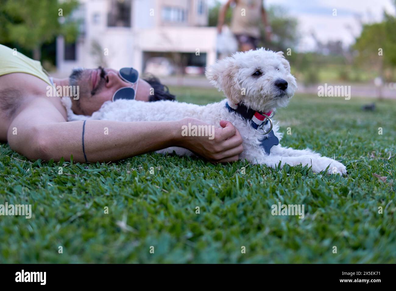 portrait d'homme latin avec des lunettes de soleil couchées sur la pelouse avec son caniche blanc détendu Banque D'Images