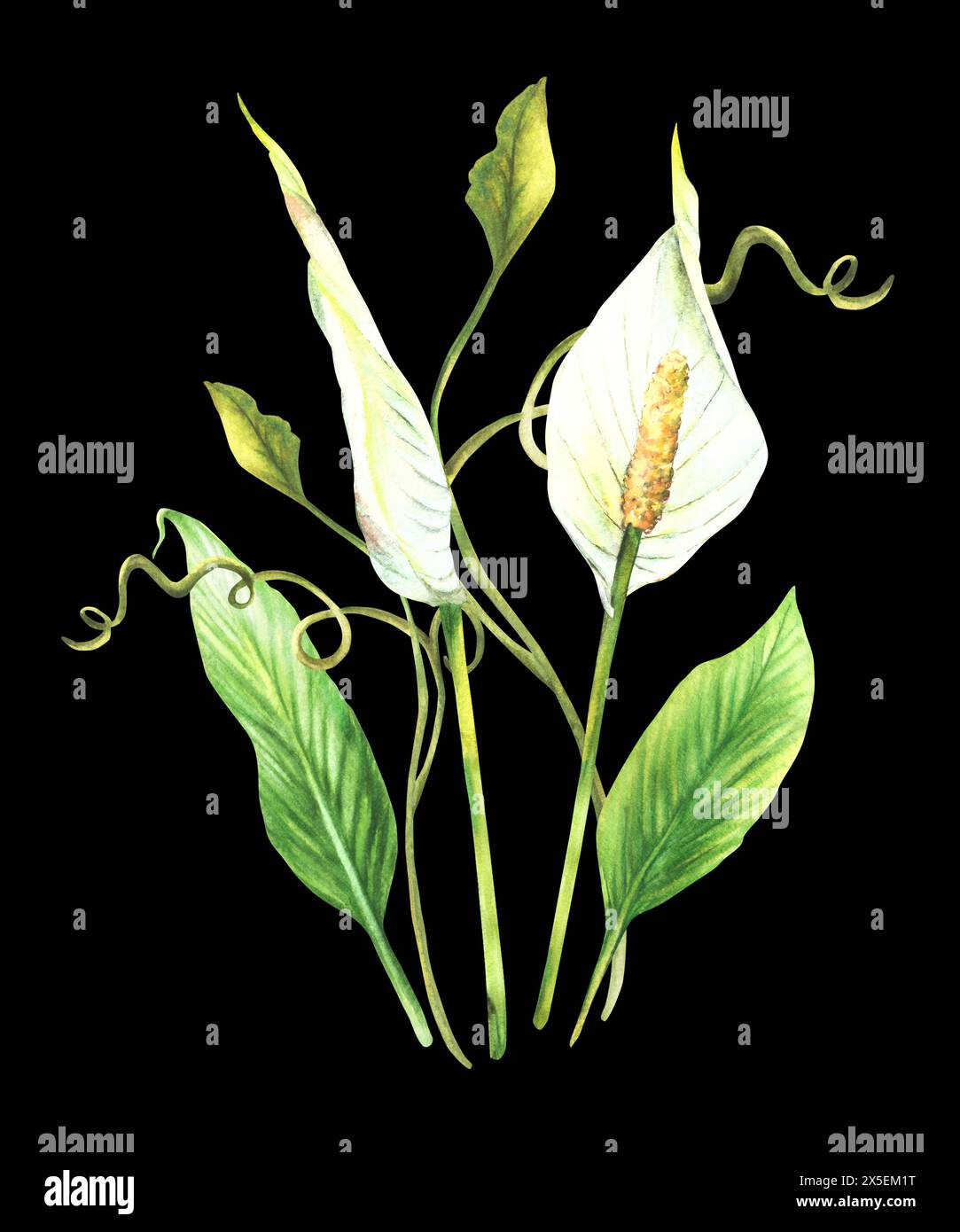 Bouquet de plantes tropicales, feuilles, bourgeon, fleurs, crampon, plantes d'intérieur, fleurs blanches d'Anthurium, feuillage frisé tropical exotique. Clipart pour carte Banque D'Images