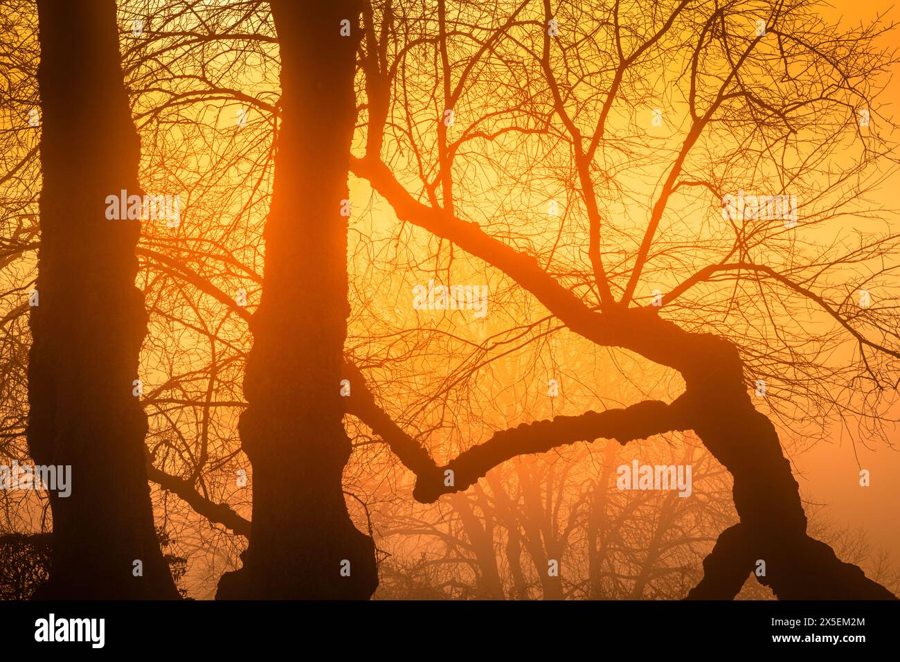 Le soleil brille à travers les branches denses des arbres, projetant des motifs complexes de lumière et d'ombre sur le sol de la forêt. Les feuilles brillent comme t Banque D'Images