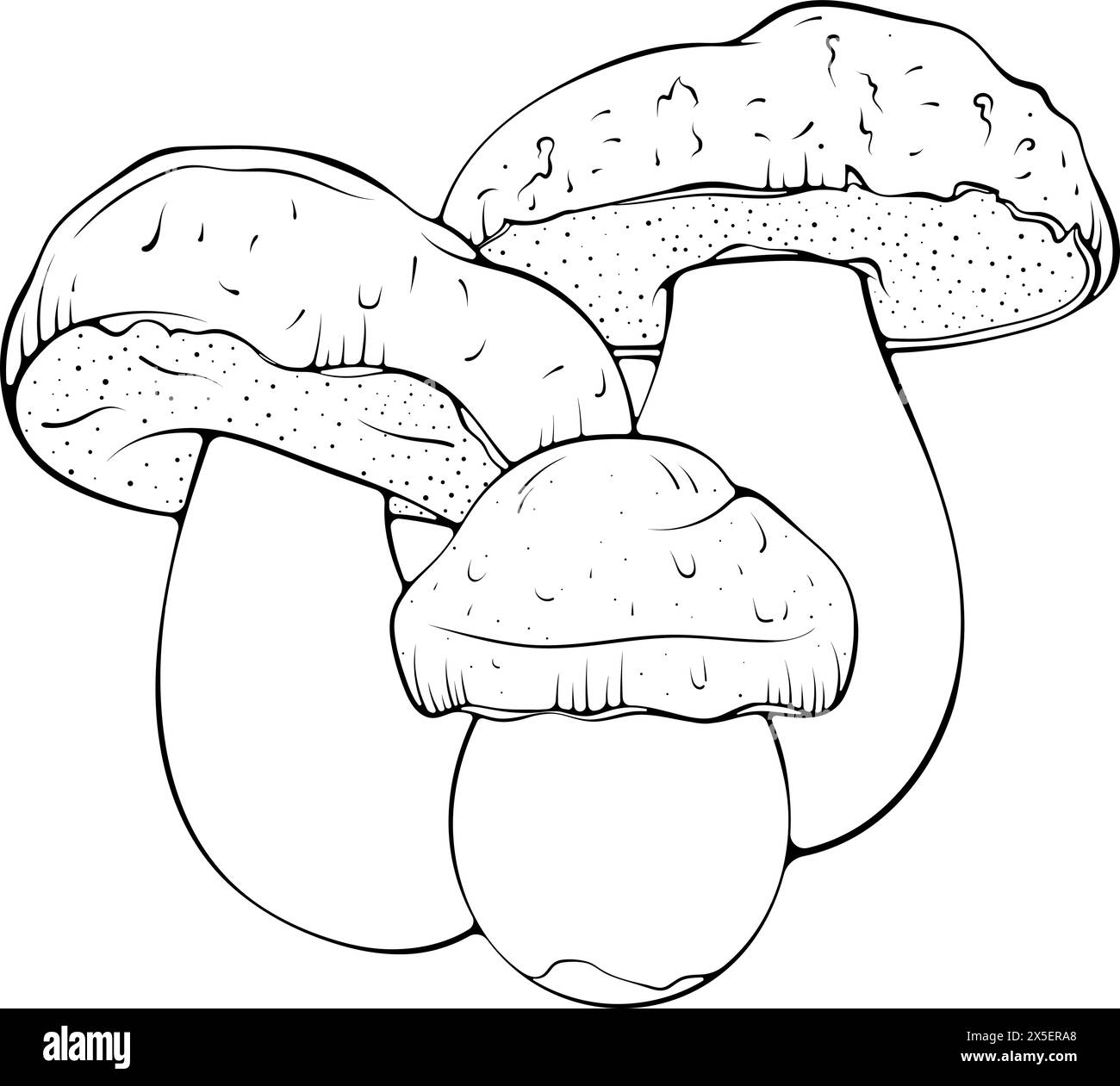 Trois champignons boletus line art Illustration de Vecteur