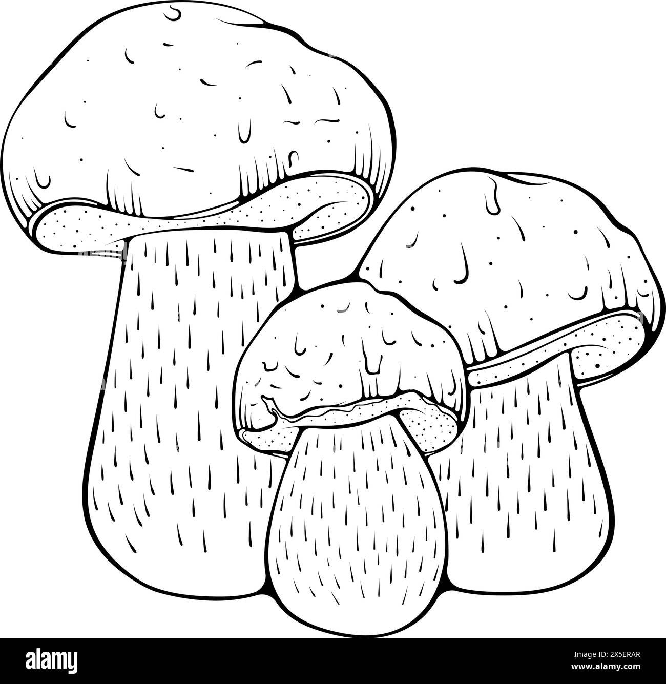 Trois champignons boletus line art Illustration de Vecteur