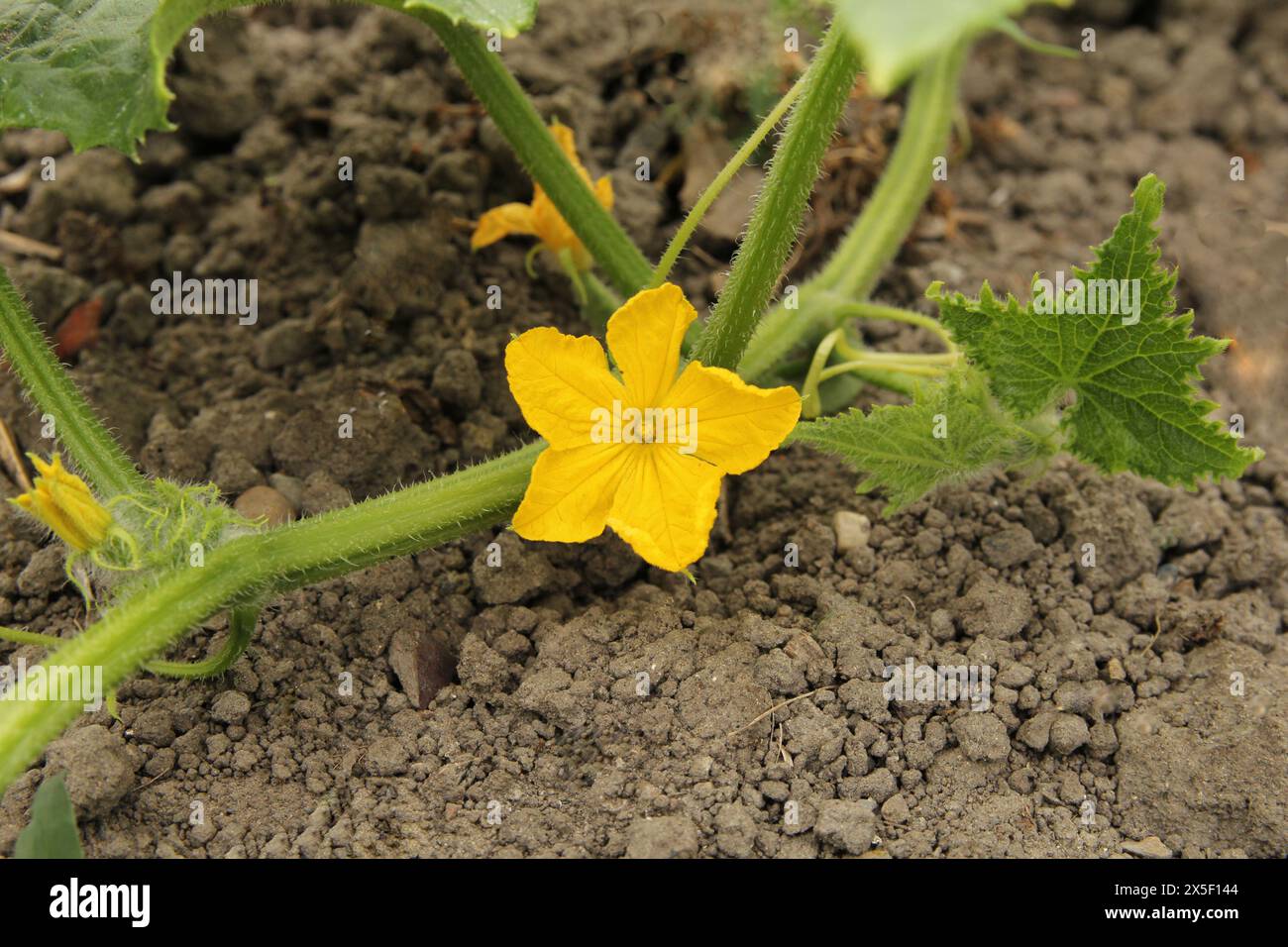 une vigne d'une plante de concombre avec une belle fleur jaune en gros plan dans un potager biologique Banque D'Images