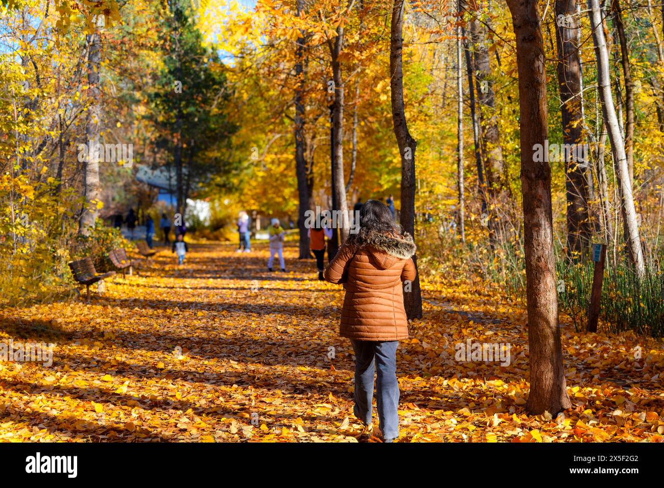 Une femme marche à travers le Blackbird Island Park orné d'arbres avec des feuilles colorées d'automne sur les arbres et le chemin, à Leavenworth, Washington USA à l'automne. Banque D'Images