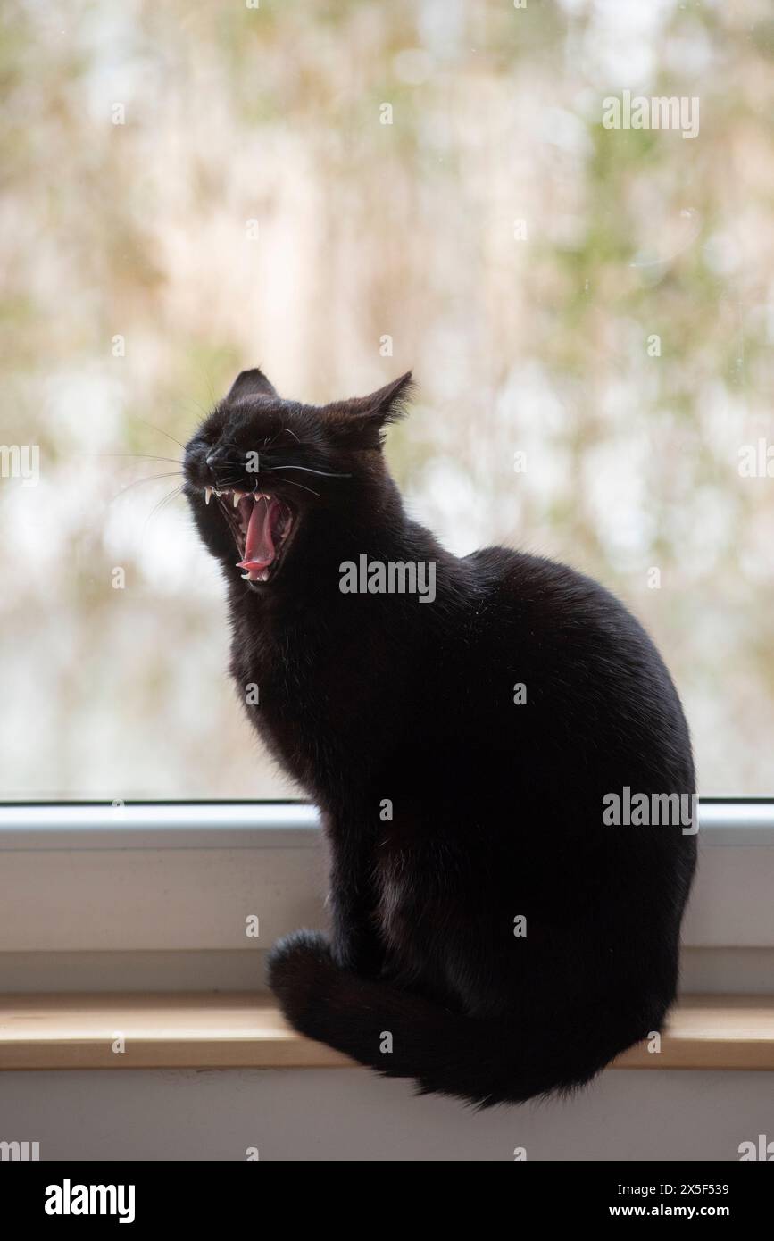 Beau chat noir bâillant à la maison sur le rebord de la fenêtre, portra Banque D'Images
