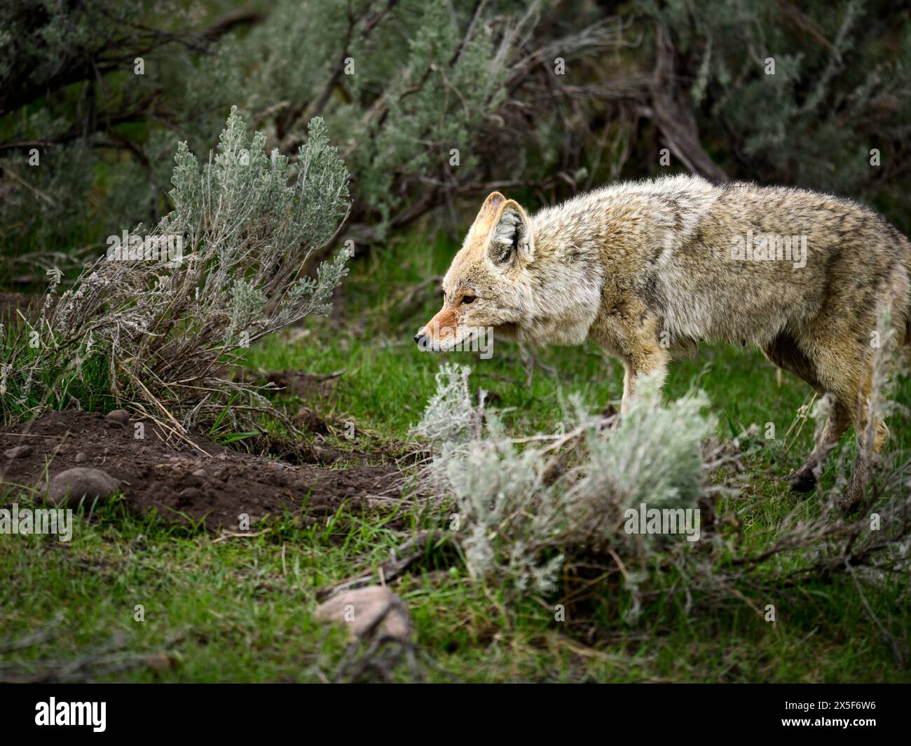Un jeune Coyote en chasse dans le parc national de Yellowstone Banque D'Images