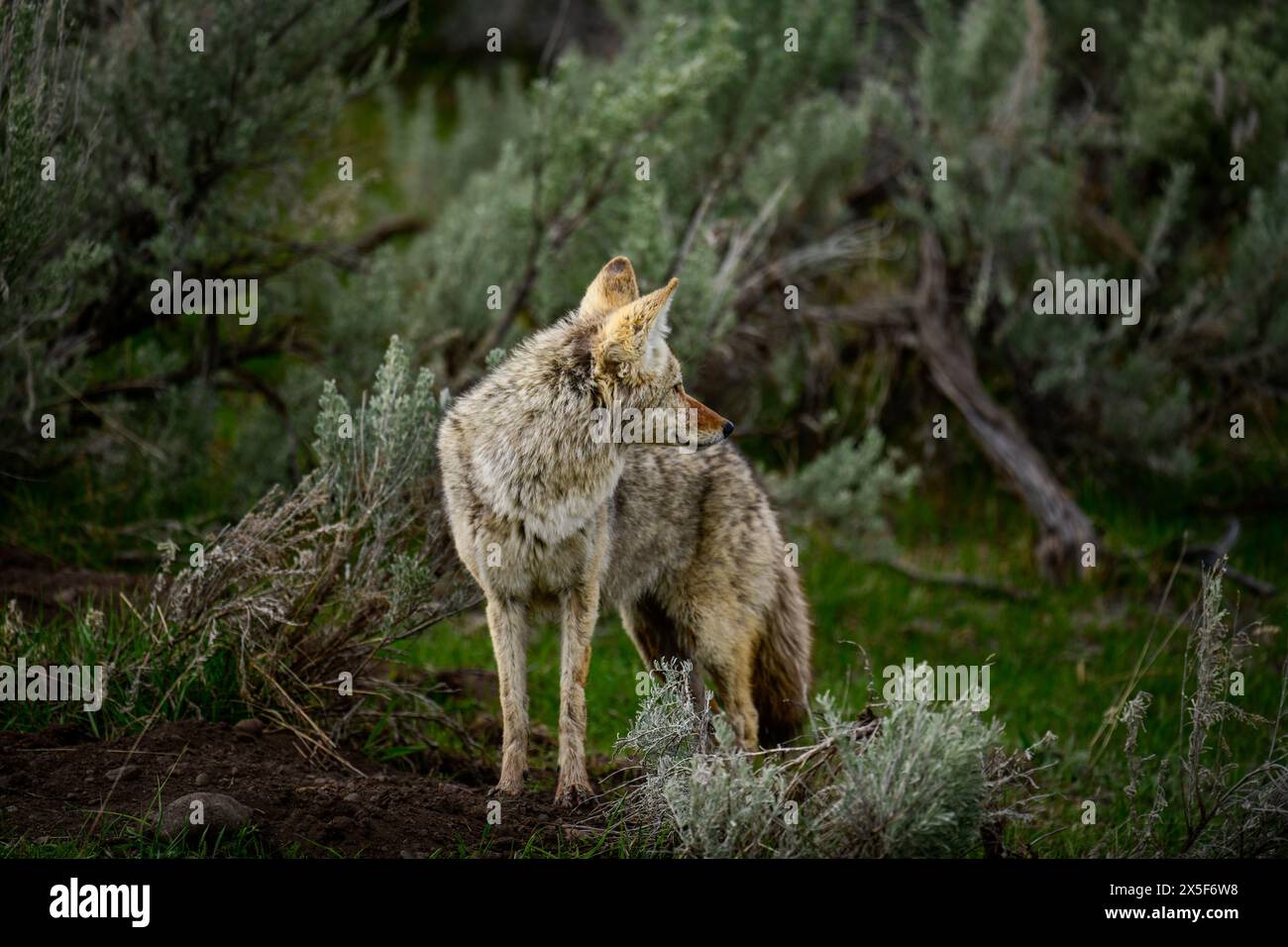 Un jeune Coyote en chasse dans le parc national de Yellowstone Banque D'Images
