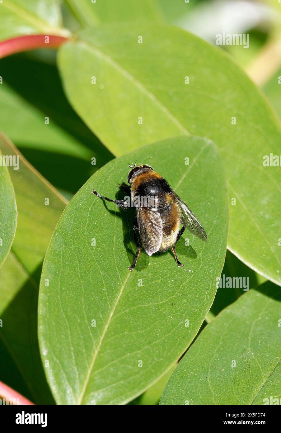 Mouche à bulbe Narcisse, mouche à bulbe plus grande, mouche à bulbe grande, mouche des narcisses, Mérodon equestris, változékony nárciszlégy, Hongrie, Magyarország, Europe Banque D'Images