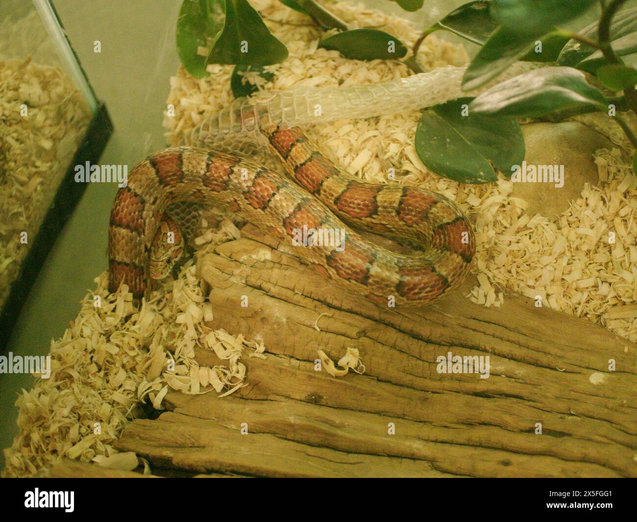 Serpent de maïs rouge en Floride perdant la peau mue à l'intérieur d'un aquarium en verre. Gros plan horizontal. Reptile non venimeux avec des rayures avec plante verte Banque D'Images