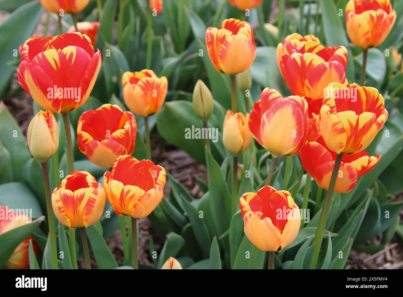 'Tulip' Banja Luka Banque D'Images