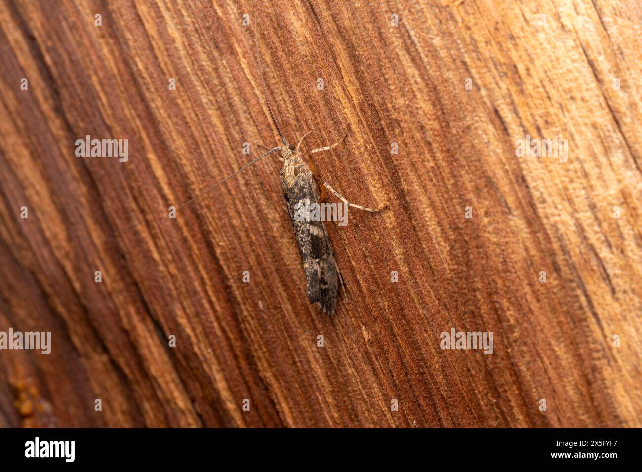 Glyphotaelius pellucidus famille Limnephilidae genre Glyphotaelius cadet nature sauvage insec photographie, image, papier peint Banque D'Images
