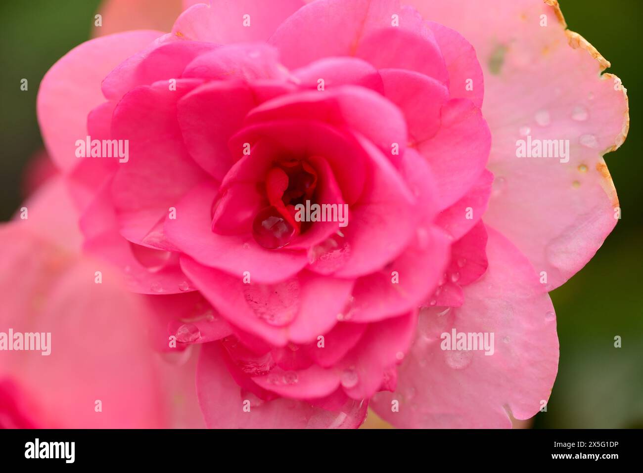 Bégonia rose avec gouttelettes de pluie Banque D'Images