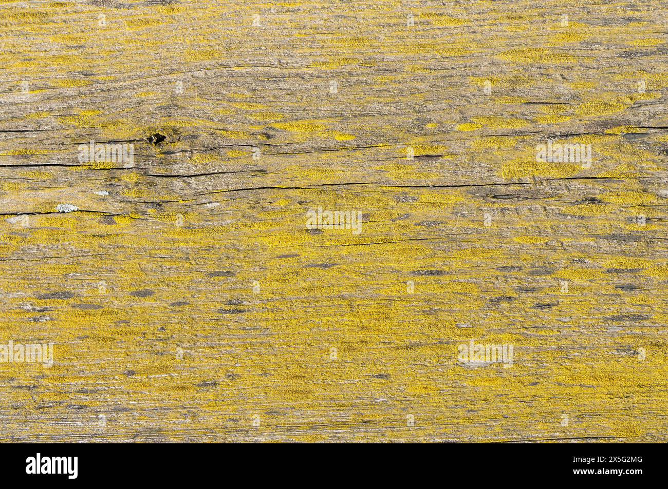 Image haute résolution capturant les textures détaillées de la croissance de lichen sur la surface altérée d'une vieille planche de bois. Banque D'Images