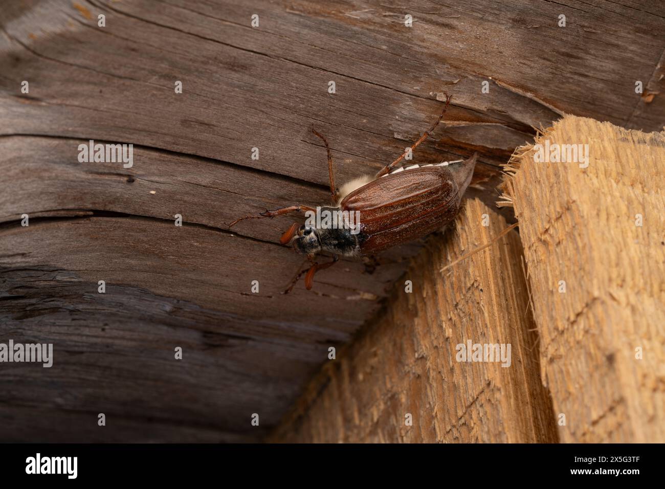 Melolontha melolontha famille Scarabaeidae genre Melolontha Cockchafer commun Maybug Maybeetle Doodlebog nature sauvage photographie d'insectes, photo, wallp Banque D'Images