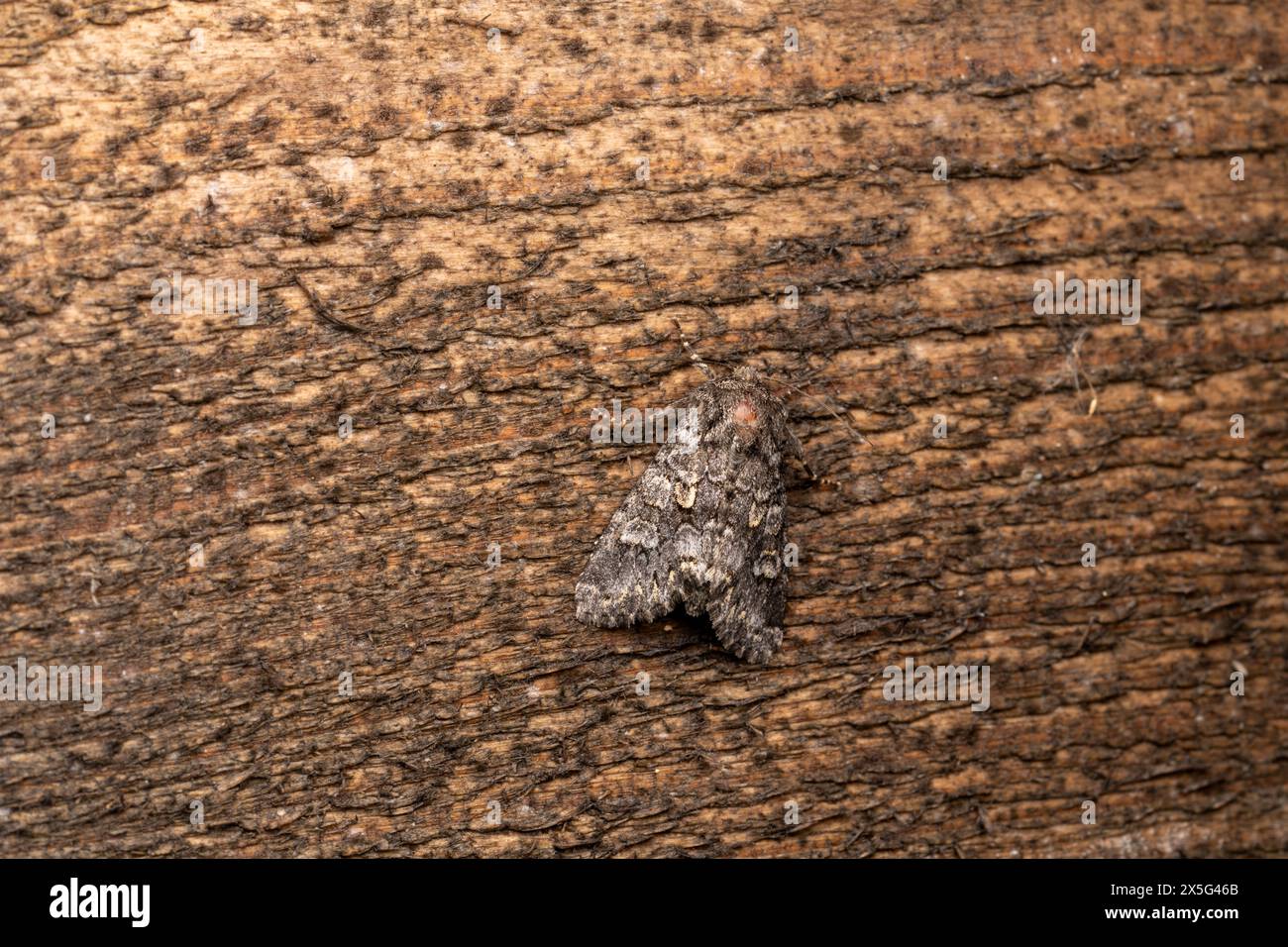Papestra Biren Family Noctuidae genre Papestra Glaucous Shears Moth nature sauvage photographie d'insectes, image, papier peint Banque D'Images