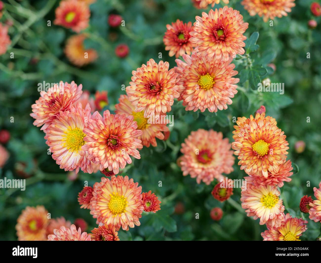 Les chrysanthèmes ont une signification symbolique riche et une longue histoire culturelle en raison de leur polyvalence et de leur beauté. Banque D'Images